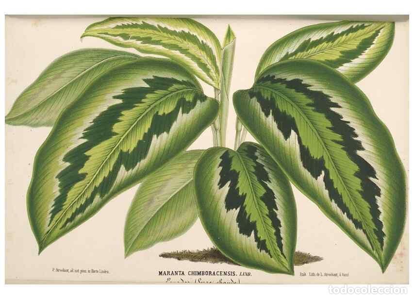 Collectionnisme de Revues et Journaux: Reproducci&oacute;n/Reproduction 49690591886: L'Illustration horticole :. Gand, Belgium :Imprimerie et lith