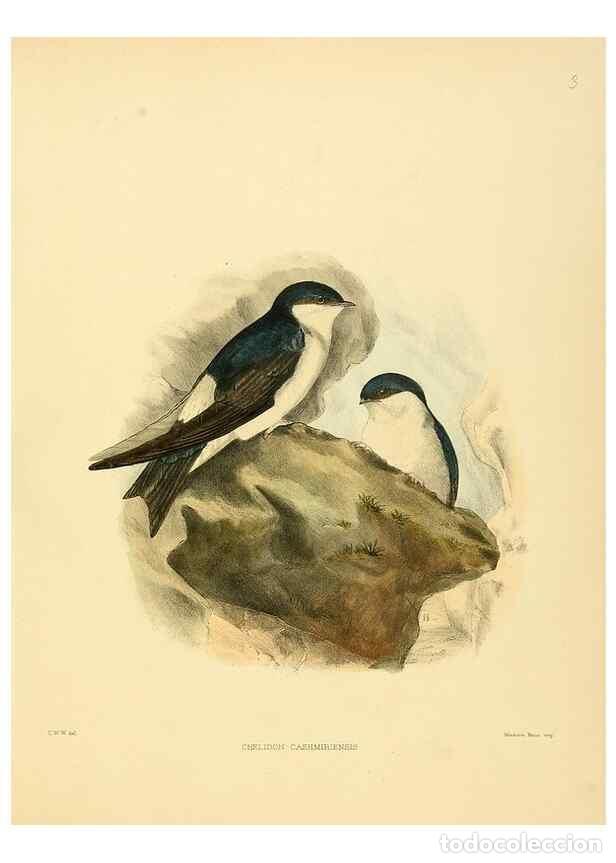 Collectionnisme de Revues et Journaux: Reproducci&oacute;n/Reproduction 49522840072: A monograph of the Hirundinidae or family of swallows. London