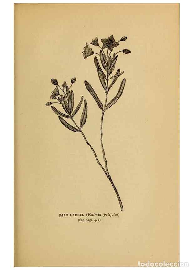 Sammeln von Zeitschriften und Zeitungen: Reproducci&oacute;n/Reproduction 49304433947: Harper's guide to wild flowers,. New York,Harper,1912.. - Cre