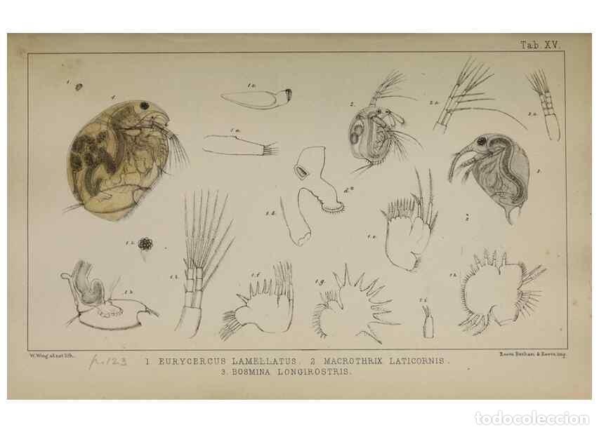 Sammeln von Zeitschriften und Zeitungen: Reproducci&oacute;n/Reproduction 49690772838: The natural history of the British Entomostraca.. London,The