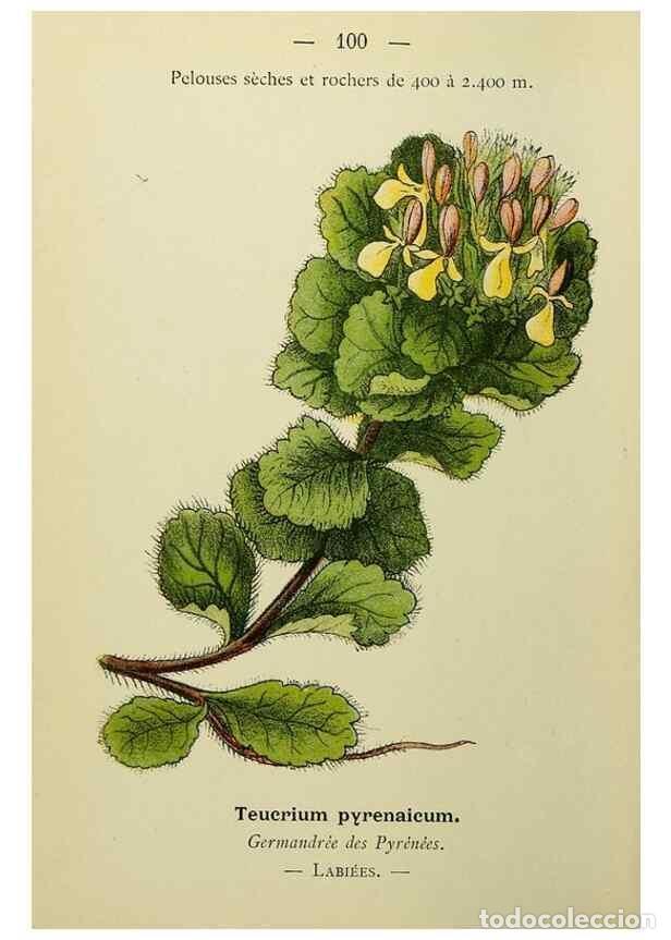 Sammeln von Zeitschriften und Zeitungen: Reproducci&oacute;n/Reproduction 49345326166: Nouvelle flore colori&eacute;e de poche des Alpes et des Pyr&eacute;n&eacute;es..