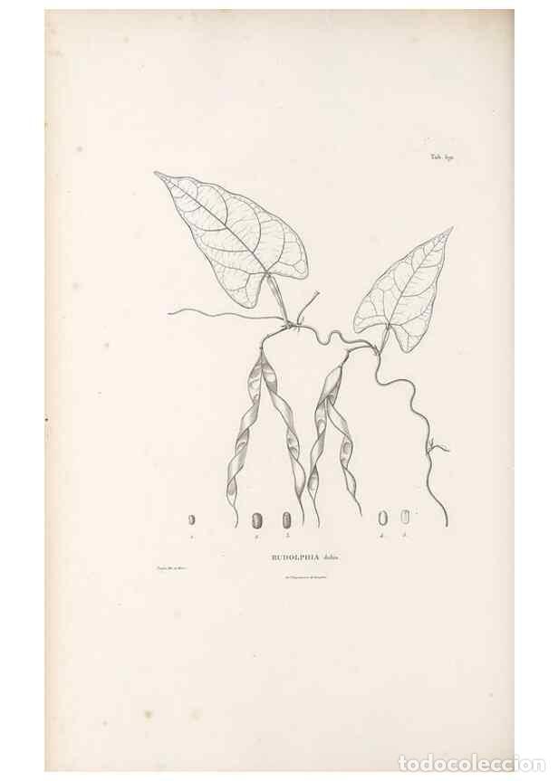 Sammeln von Zeitschriften und Zeitungen: Reproducci&oacute;n/Reproduction 49521785371: Nova genera et species plantarum :. Antverpiae :Ex officina C