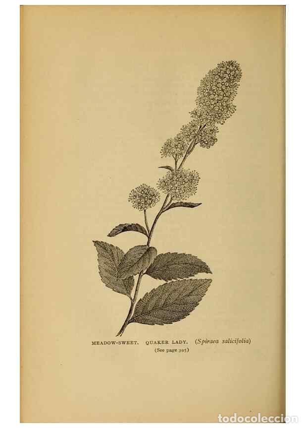 Sammeln von Zeitschriften und Zeitungen: Reproducci&oacute;n/Reproduction 49304222731: Harper's guide to wild flowers,. New York,Harper,1912.. - Cre