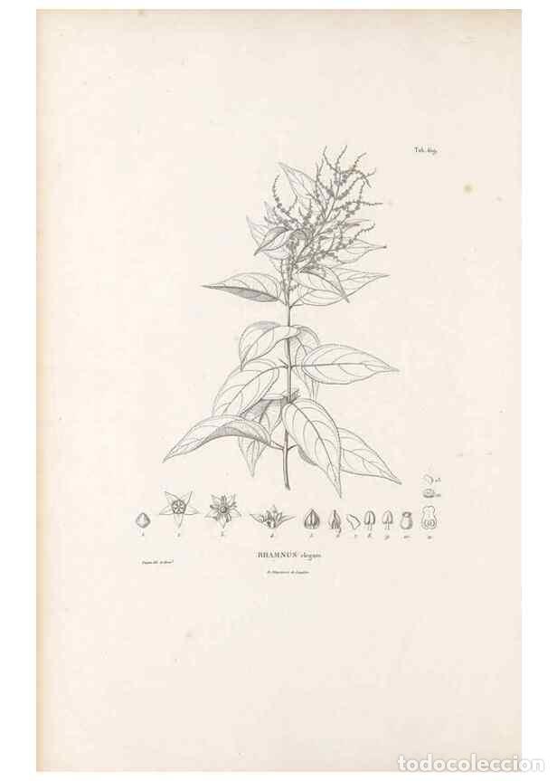Sammeln von Zeitschriften und Zeitungen: Reproducci&oacute;n/Reproduction 49521839961: Nova genera et species plantarum :. Antverpiae :Ex officina C