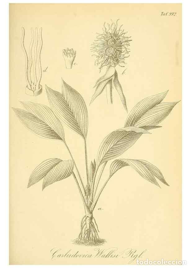 Sammeln von Zeitschriften und Zeitungen: Reproducci&oacute;n/Reproduction 49716075228: Gartenflora.. Erlangen :F. Enke,1852-1940.. - Deutsche Garten