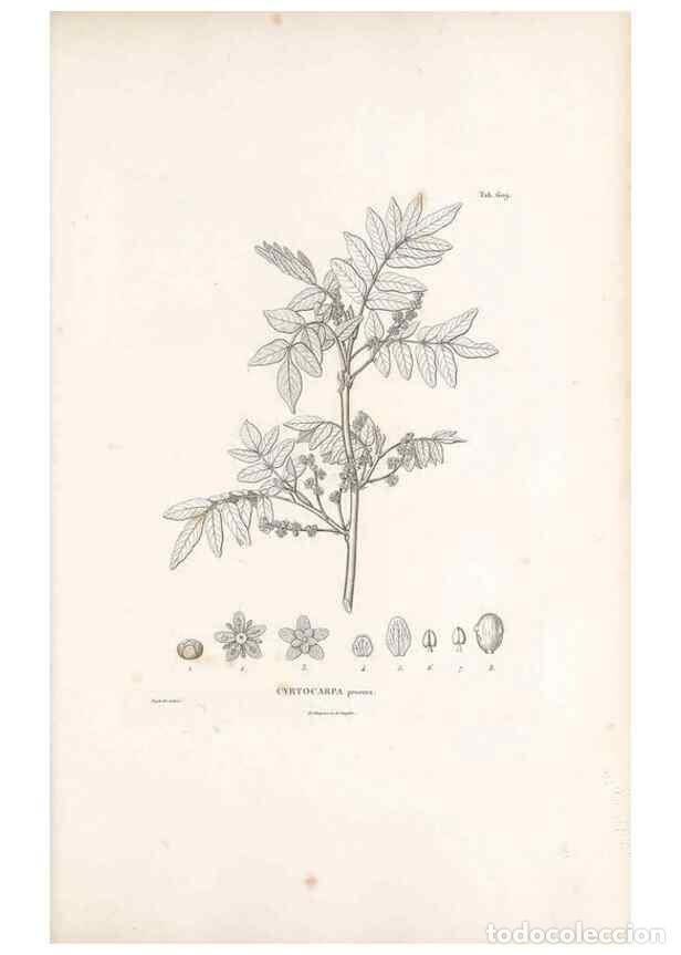 Sammeln von Zeitschriften und Zeitungen: Reproducci&oacute;n/Reproduction 49522048777: Nova genera et species plantarum :. Antverpiae :Ex officina C