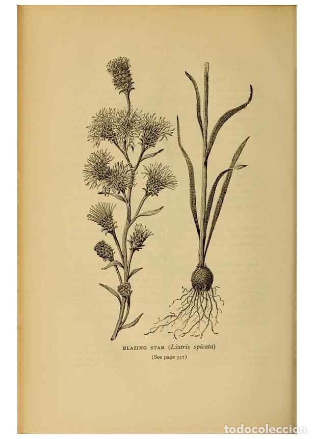 Sammeln von Zeitschriften und Zeitungen: Reproducci&oacute;n/Reproduction 49304221496: Harper's guide to wild flowers,. New York,Harper,1912.. - Cre