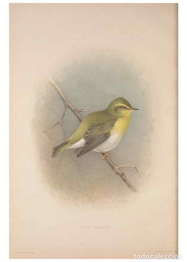 Sammeln von Zeitschriften und Zeitungen: Reproducci&oacute;n/Reproduction 49717147187: The British warblers :. London :R.H. Porter ...,1907-1914.. -