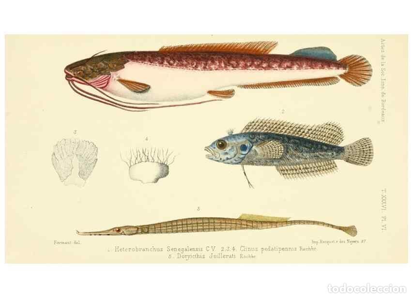 Sammeln von Zeitschriften und Zeitungen: Reproducci&oacute;n/Reproduction 49523188612: Faune de la S&eacute;n&eacute;gambie. Paris :O. Doin,1883-1887.. - Rochebru