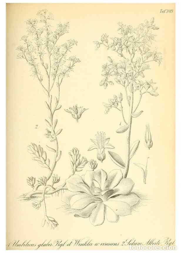 Sammeln von Zeitschriften und Zeitungen: Reproducci&oacute;n/Reproduction 49716230098: Gartenflora.. Erlangen :F. Enke,1852-1940.. - Deutsche Garten