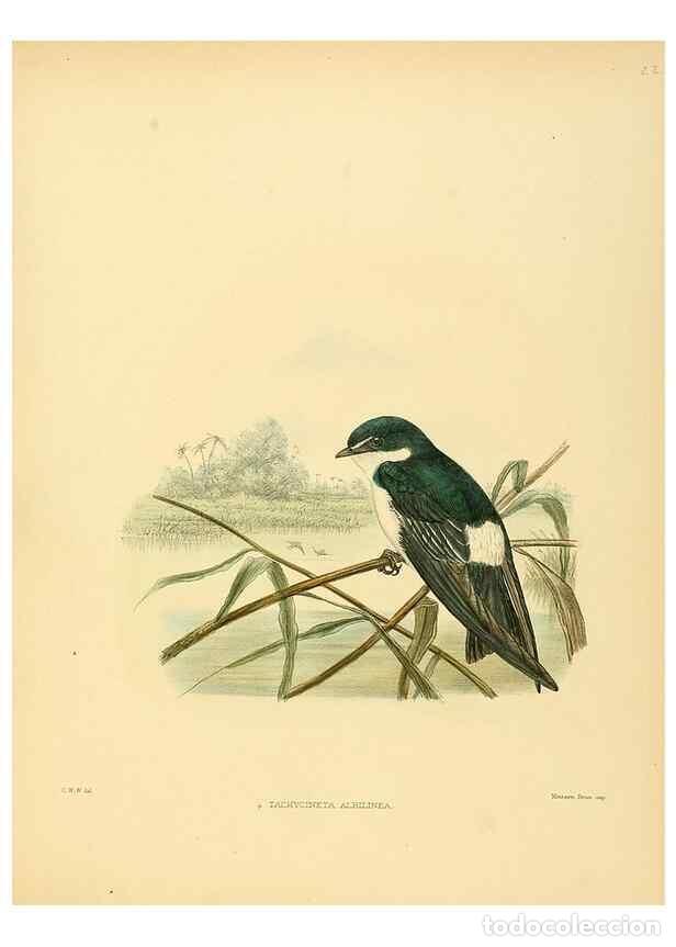 Sammeln von Zeitschriften und Zeitungen: Reproducci&oacute;n/Reproduction 49522106543: A monograph of the Hirundinidae or family of swallows. London