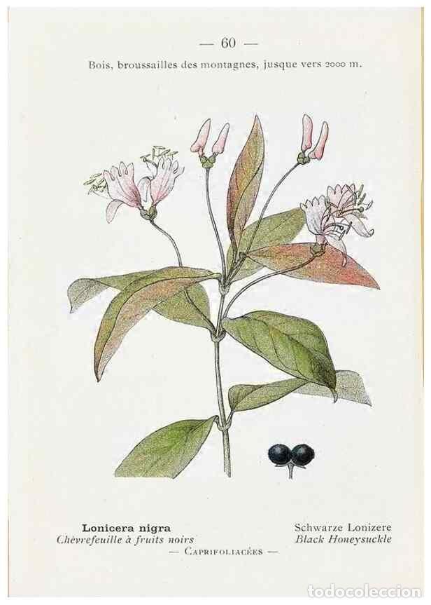 Sammeln von Zeitschriften und Zeitungen: Reproducci&oacute;n/Reproduction 49345070908: Nouvelle flore colori&eacute;e de poche des Alpes et des Pyr&eacute;n&eacute;es..