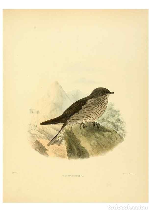 Sammeln von Zeitschriften und Zeitungen: Reproducci&oacute;n/Reproduction 49522627806: A monograph of the Hirundinidae or family of swallows. London