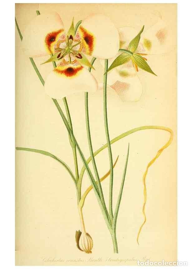 Sammeln von Zeitschriften und Zeitungen: Reproducci&oacute;n/Reproduction 49705908857: Gartenflora.. Erlangen :F. Enke,1852-1940.. - Deutsche Garten