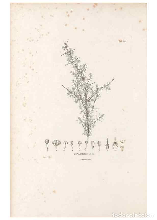 Sammeln von Zeitschriften und Zeitungen: Reproducci&oacute;n/Reproduction 49521318838: Nova genera et species plantarum :. Antverpiae :Ex officina C