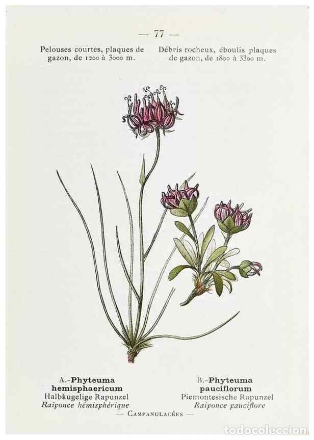 Colecionismo de Revistas e Jornais: Reproducci&oacute;n/Reproduction 49345750407: Nouvelle flore colori&eacute;e de poche des Alpes et des Pyr&eacute;n&eacute;es..