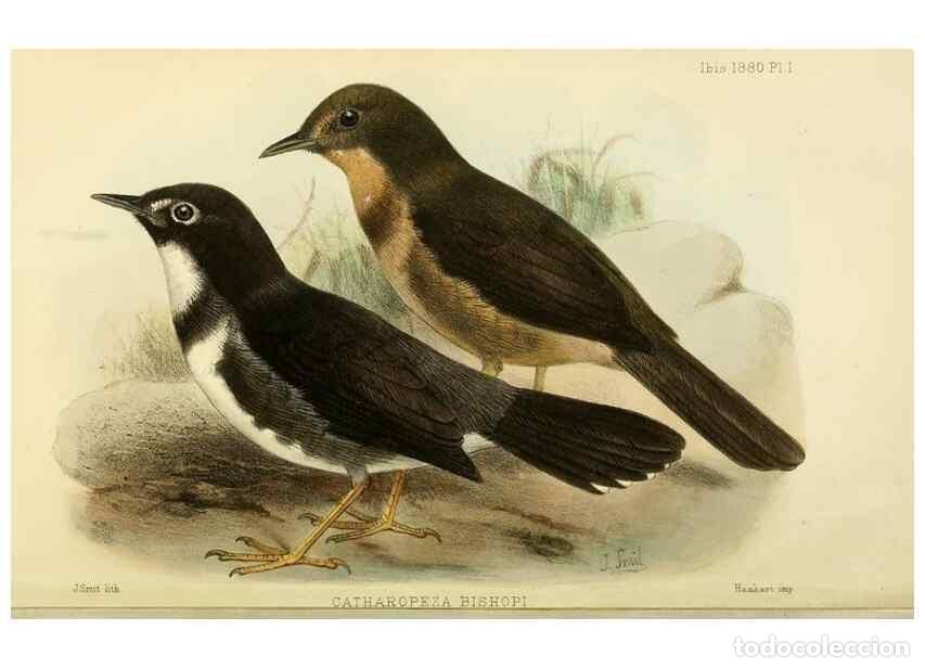 Colecionismo de Revistas e Jornais: Reproducci&oacute;n/Reproduction 49705042178: Ibis.. [London]Published for the British Ornithologists' Unio