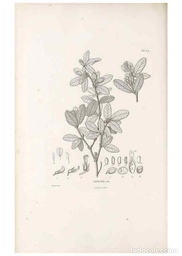 Colecionismo de Revistas e Jornais: Reproducci&oacute;n/Reproduction 49521261068: Nova genera et species plantarum :. Antverpiae :Ex officina C