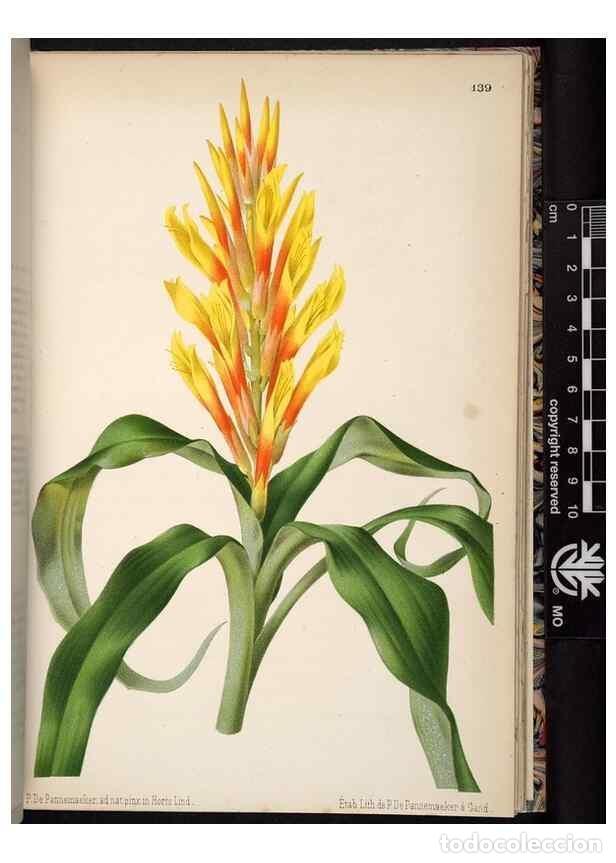 Colecionismo de Revistas e Jornais: Reproducci&oacute;n/Reproduction 49690899366: L'Illustration horticole :. Gand, Belgium :Imprimerie et lith