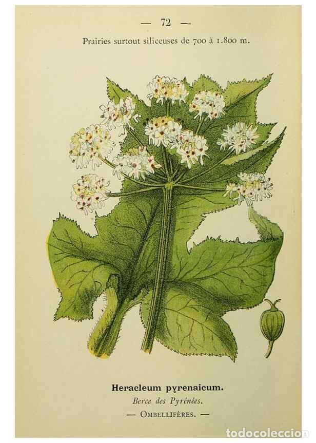 Colecionismo de Revistas e Jornais: Reproducci&oacute;n/Reproduction 49345423391: Nouvelle flore colori&eacute;e de poche des Alpes et des Pyr&eacute;n&eacute;es..