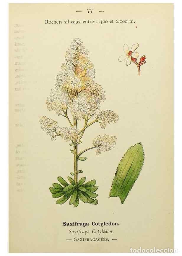 Colecionismo de Revistas e Jornais: Reproducci&oacute;n/Reproduction 49344964393: Nouvelle flore colori&eacute;e de poche des Alpes et des Pyr&eacute;n&eacute;es..