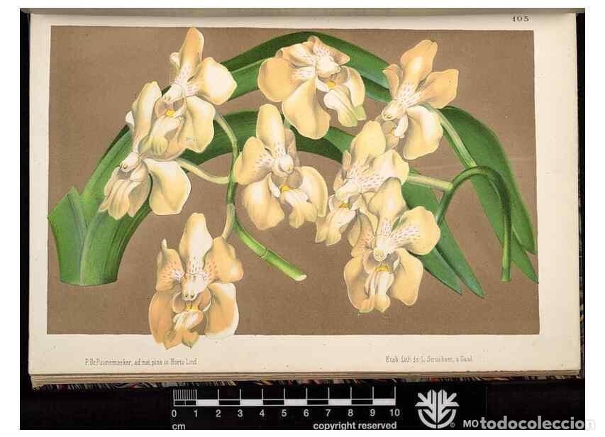 Colecionismo de Revistas e Jornais: Reproducci&oacute;n/Reproduction 49691139547: L'Illustration horticole :. Gand, Belgium :Imprimerie et lith