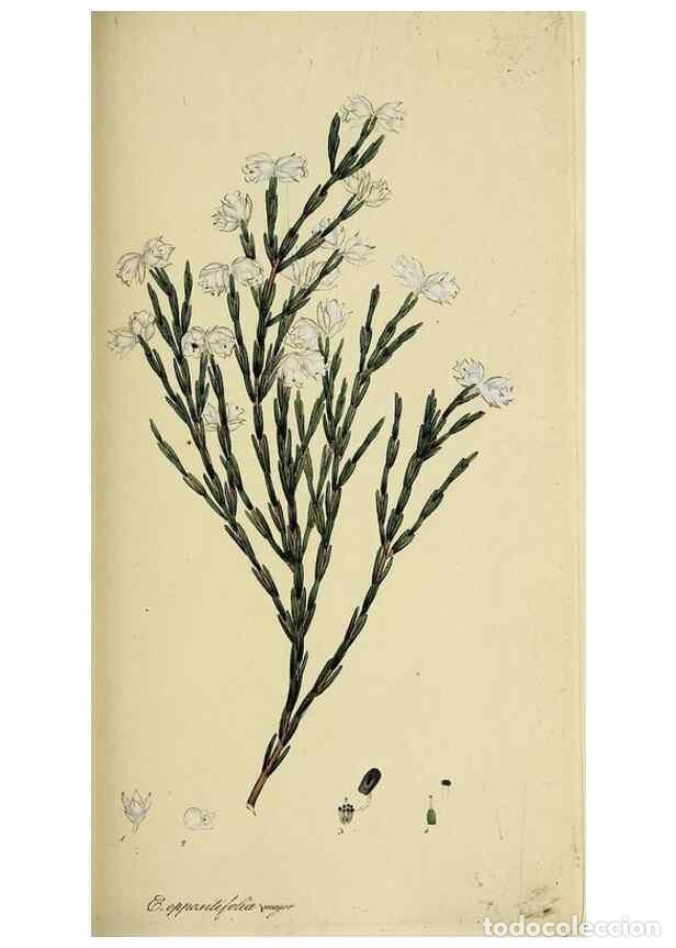 Collectionnisme de Revues et Journaux: Reproducci&oacute;n/Reproduction 49720962052: The heathery, or, A monograph of the genus Erica :. London :H