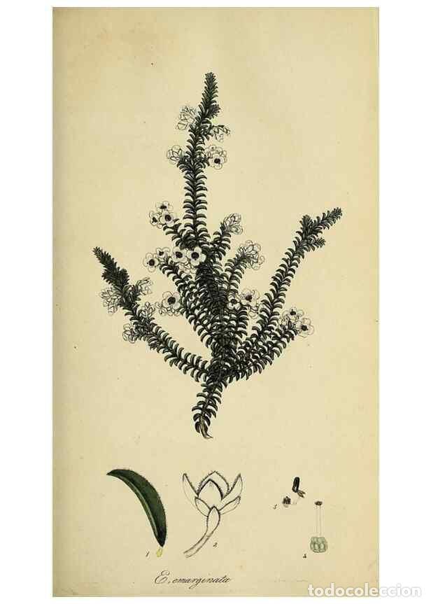 Collection Magazines and Newspapers: Reproducci&oacute;n/Reproduction 49721044847: The heathery, or, A monograph of the genus Erica :. London :H