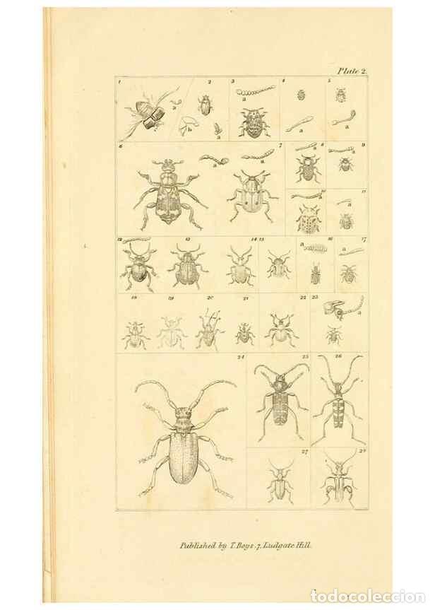 Sammeln von Zeitschriften und Zeitungen: Reproducci&oacute;n/Reproduction 49680306741: The entomologist's useful compendium;. London,Printed for T.