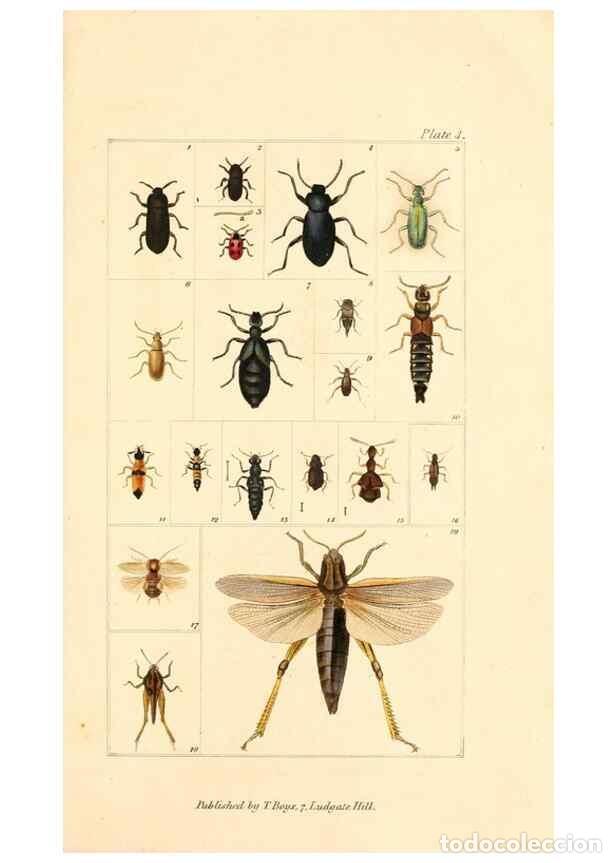 Sammeln von Zeitschriften und Zeitungen: Reproducci&oacute;n/Reproduction 49680307901: The entomologist's useful compendium;. London,Printed for T.