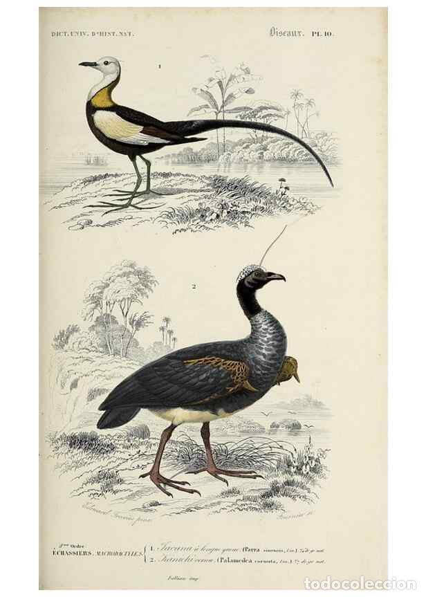 Sammeln von Zeitschriften und Zeitungen: Reproducci&oacute;n/Reproduction 49724062656: Dictionnaire universel d'histoire naturelle :. Paris :Chez le