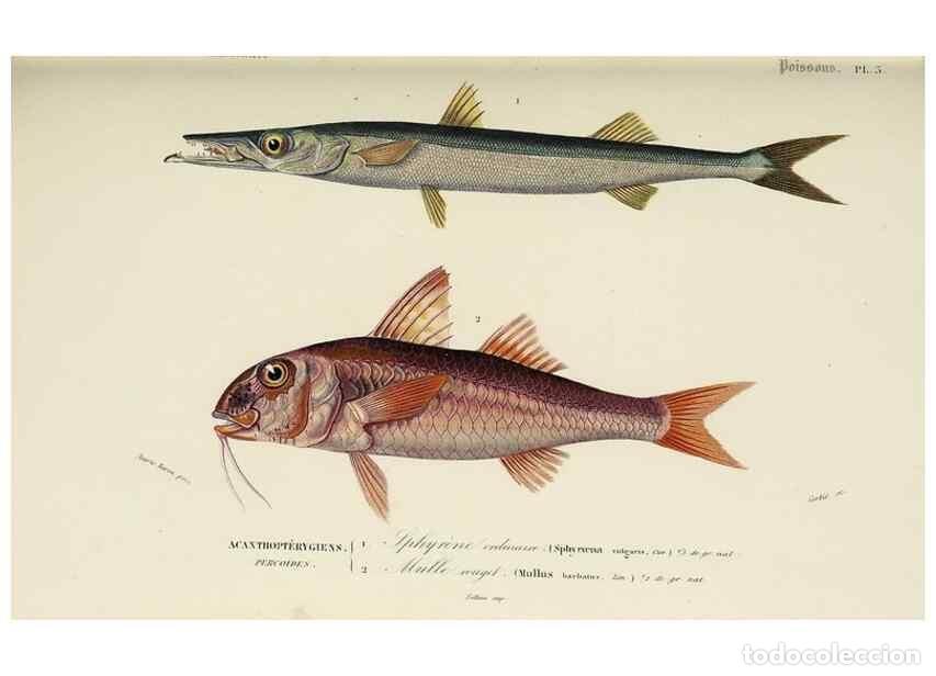 Sammeln von Zeitschriften und Zeitungen: Reproducci&oacute;n/Reproduction 49724552937: Dictionnaire universel d'histoire naturelle :. Paris :Chez le