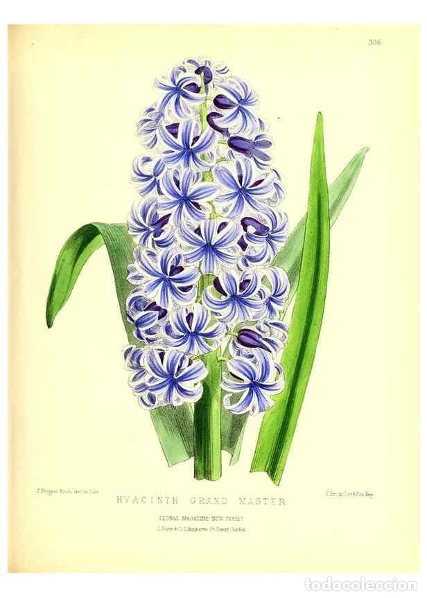 Collezionismo di Riviste e Giornali: Reproducci&oacute;n/Reproduction 49680625967: The floral magazine;. London,L. Reeve & Co.. - Dombrain, Henr