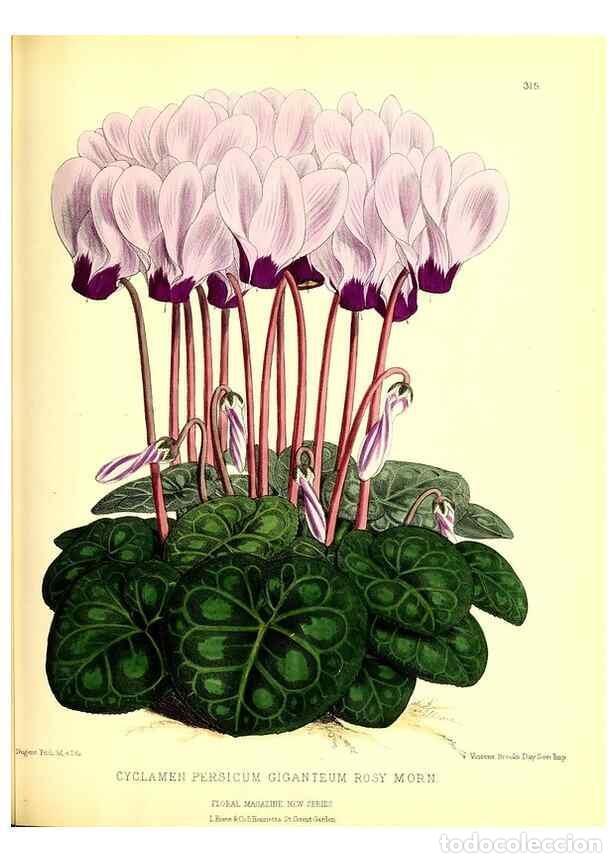 Collezionismo di Riviste e Giornali: Reproducci&oacute;n/Reproduction 49680627662: The floral magazine;. London,L. Reeve & Co.. - Dombrain, Henr