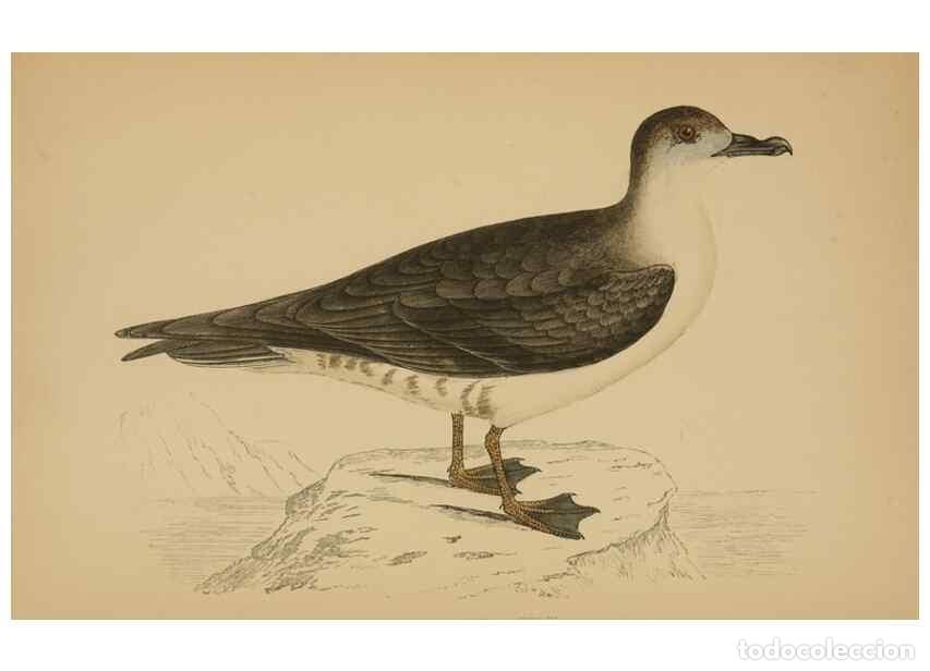 Collezionismo di Riviste e Giornali: Reproducci&oacute;n/Reproduction 49679744897: A history of British birds.. London,Groombridge and Sons,[186