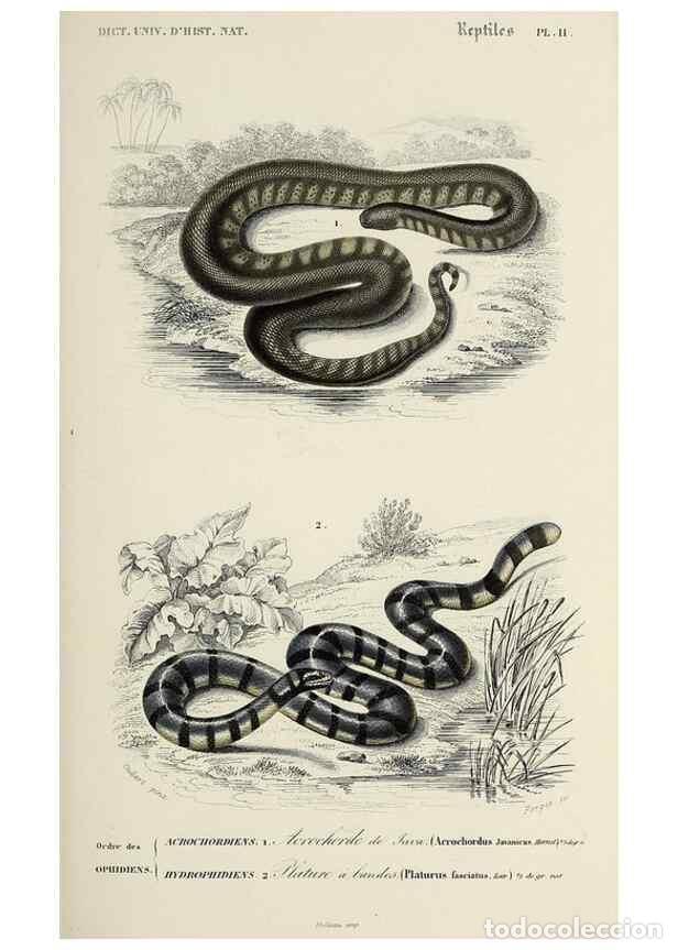 Collezionismo di Riviste e Giornali: Reproducci&oacute;n/Reproduction 49724232491: Dictionnaire universel d'histoire naturelle :. Paris :Chez le