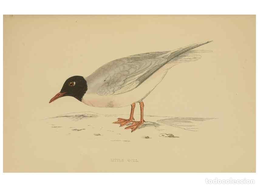 Collezionismo di Riviste e Giornali: Reproducci&oacute;n/Reproduction 49679450476: A history of British birds.. London,Groombridge and Sons,[186