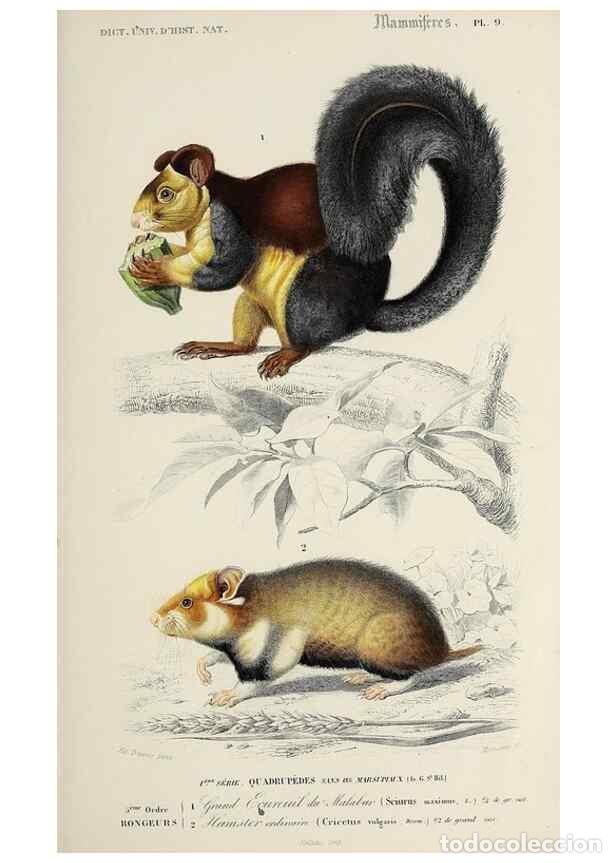 Colecionismo de Revistas e Jornais: Reproducci&oacute;n/Reproduction 49723507148: Dictionnaire universel d'histoire naturelle :. Paris :Chez le