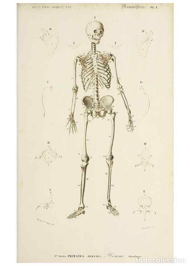 Colecionismo de Revistas e Jornais: Reproducci&oacute;n/Reproduction 49724351812: Dictionnaire universel d'histoire naturelle :. Paris :Chez le