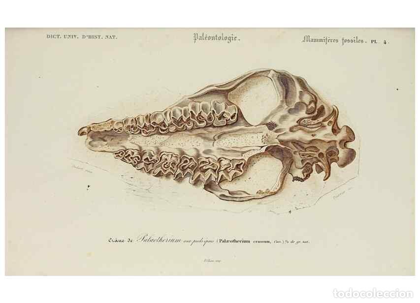 Colecionismo de Revistas e Jornais: Reproducci&oacute;n/Reproduction 49724048871: Dictionnaire universel d'histoire naturelle :. Paris :Chez le