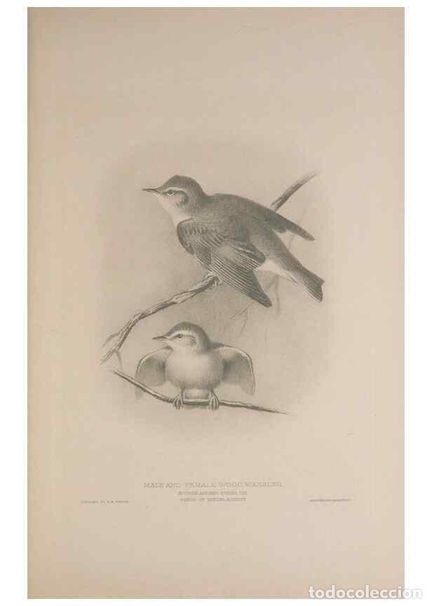 Coleccionismo de Revistas y Peri&oacute;dicos: Reproducci&oacute;n/Reproduction 49716292533: The British warblers :. London :R.H. Porter ...,1907-1914.. -