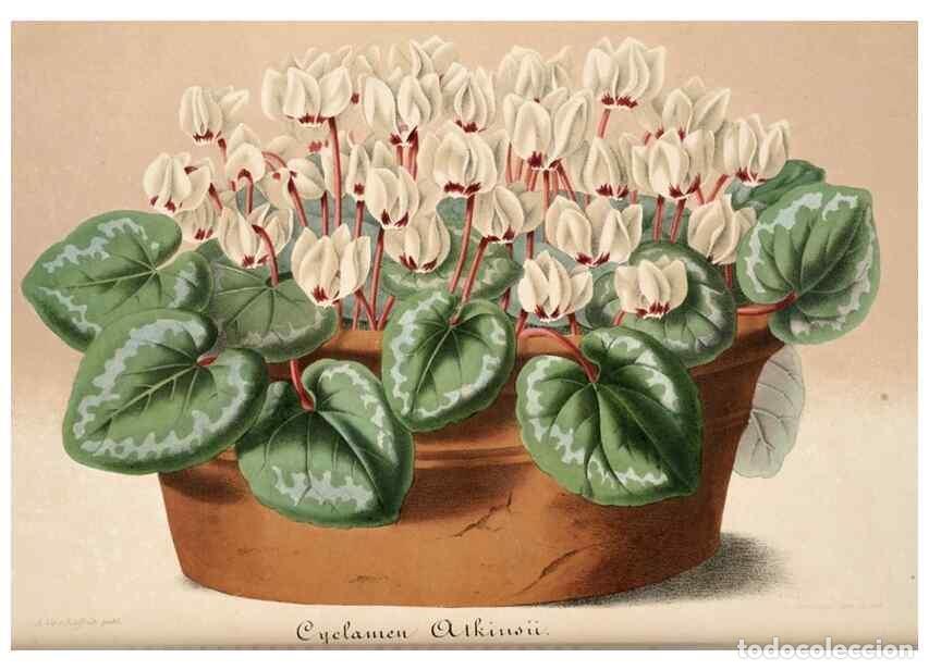 Coleccionismo de Revistas y Peri&oacute;dicos: Reproducci&oacute;n/Reproduction 49683623218: L'Illustration horticole :. Gand, Belgium :Imprimerie et lith