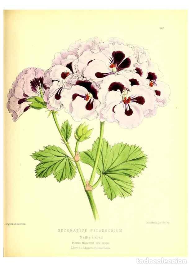 Coleccionismo de Revistas y Peri&oacute;dicos: Reproducci&oacute;n/Reproduction 49679885793: The floral magazine;. London,L. Reeve & Co.. - Dombrain, Henr