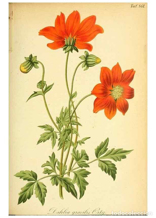 Coleccionismo de Revistas y Peri&oacute;dicos: Reproducci&oacute;n/Reproduction 49705907702: Gartenflora.. Erlangen :F. Enke,1852-1940.. - Deutsche Garten