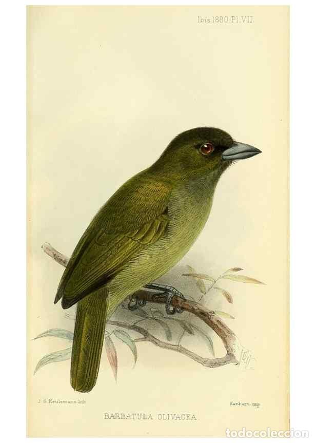 Coleccionismo de Revistas y Peri&oacute;dicos: Reproducci&oacute;n/Reproduction 49705895447: Ibis.. [London]Published for the British Ornithologists' Unio