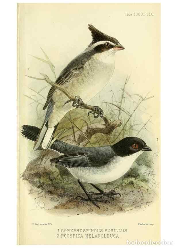 Coleccionismo de Revistas y Peri&oacute;dicos: Reproducci&oacute;n/Reproduction 49705895987: Ibis.. [London]Published for the British Ornithologists' Unio