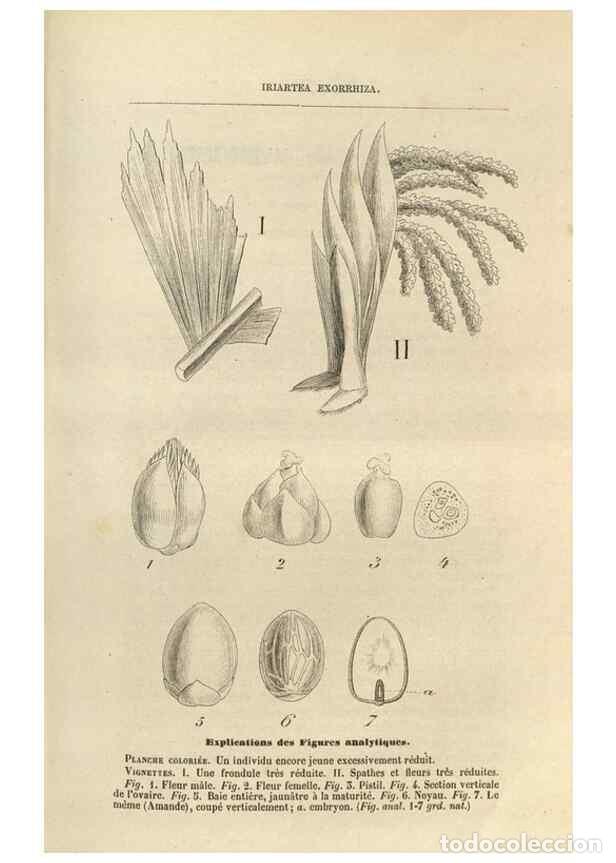 Collection Magazines and Newspapers: Reproducci&oacute;n/Reproduction 49689587753: L'Illustration horticole :. Gand, Belgium :Imprimerie et lith