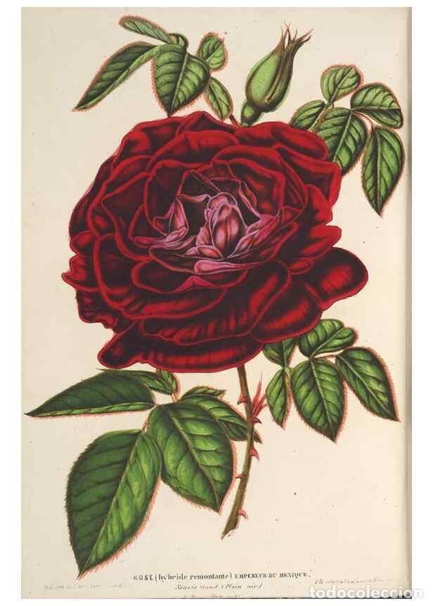 Collection Magazines and Newspapers: Reproducci&oacute;n/Reproduction 49690430602: L'Illustration horticole :. Gand, Belgium :Imprimerie et lith