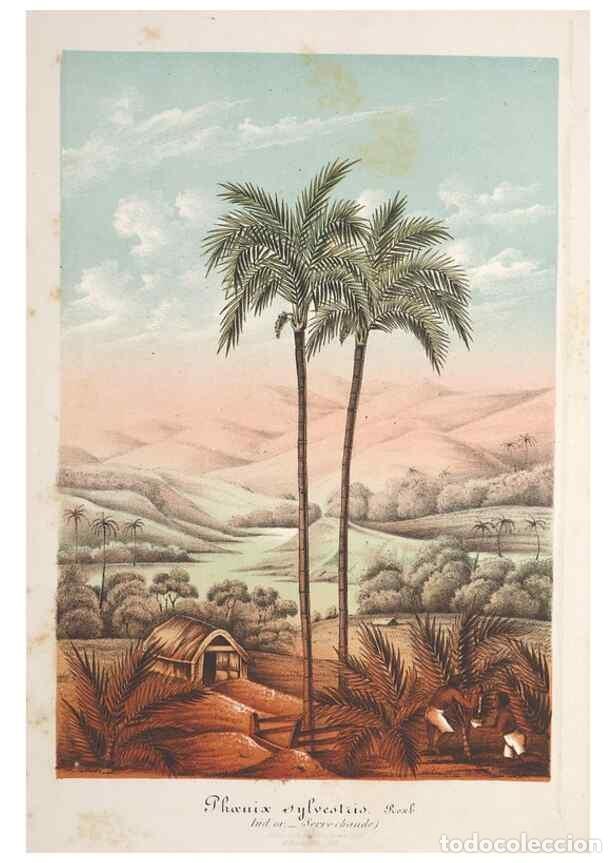 Collection Magazines and Newspapers: Reproducci&oacute;n/Reproduction 49688294027: L'Illustration horticole :. Gand, Belgium :Imprimerie et lith