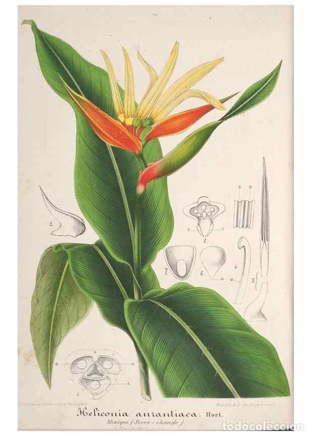 Collection Magazines and Newspapers: Reproducci&oacute;n/Reproduction 49687406678: L'Illustration horticole :. Gand, Belgium :Imprimerie et lith